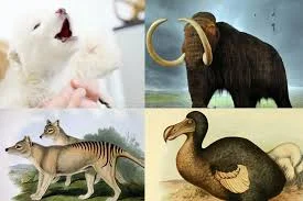 Colossal Biosciences, a biotech company aiming to revive extinct species like the mammoth, dodo, and Tasmanian tiger, has announced plans to build the Colossal BioVault in Dubai's Museum of the Future. The