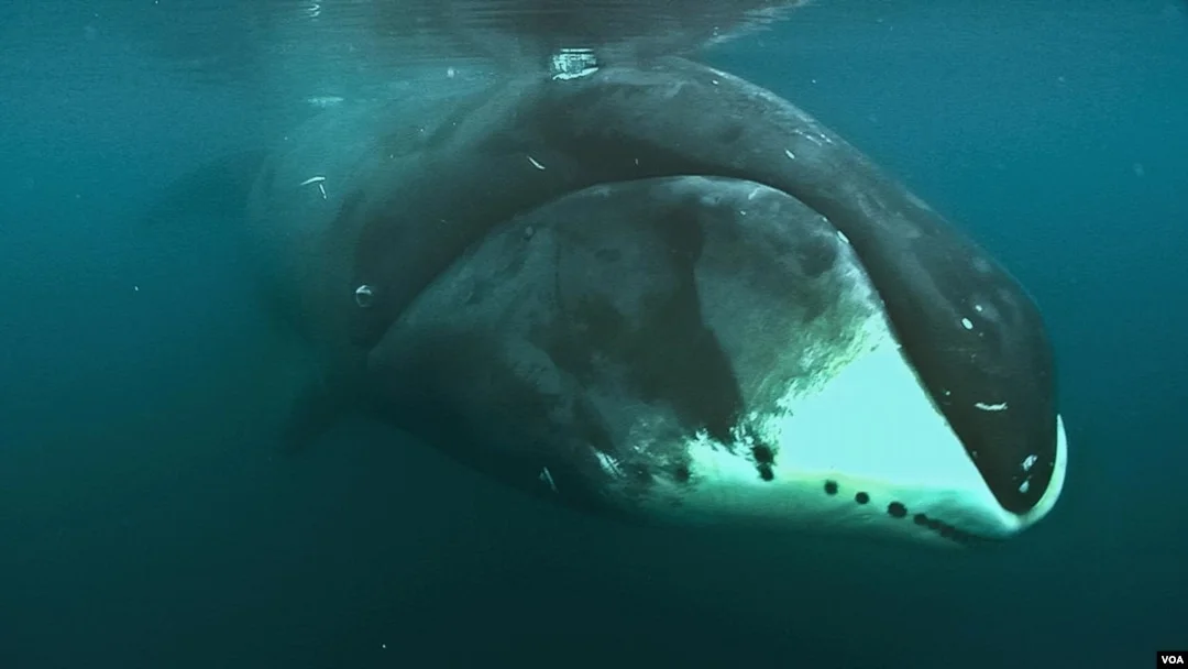 Study: Bowhead Whale Genome May Hold Secret to Longevity